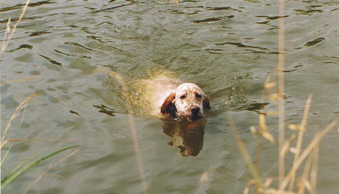 Fratello di Herik (stessa carriera) e di HER e HURCA. qui per riporto dall'acqua