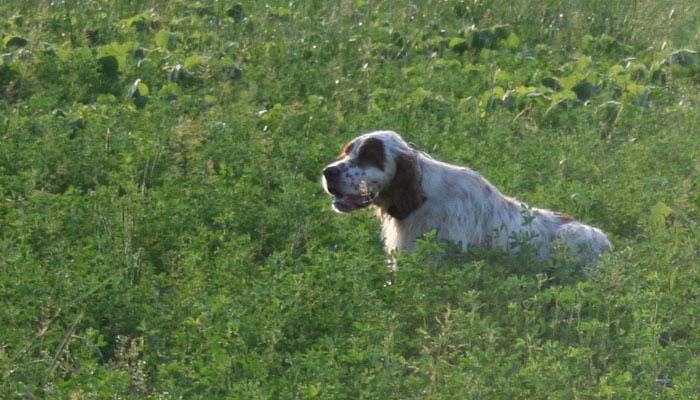 Per la gioa del suo prorpr. che voleva un cucciolo ..'tranquillo' e invece ha un soggetto unico. vedi gallery expo 