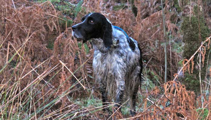 A volte il bosco non concede spazio allo stile che si vede sui campi da gara. Campionessa ..e anche nel bosco! 