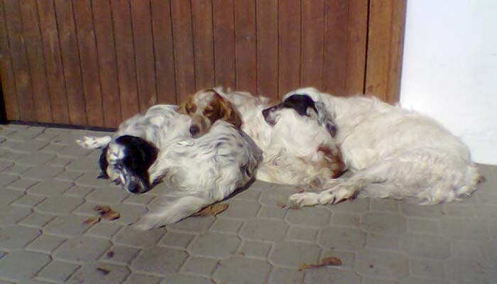 Dalla campagna alla casa. prorp. Cesare e Valeria L. da Pavia